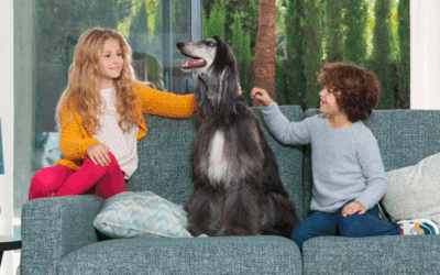 Aquaclean extreme, tranquilidad para ti y tu mascota