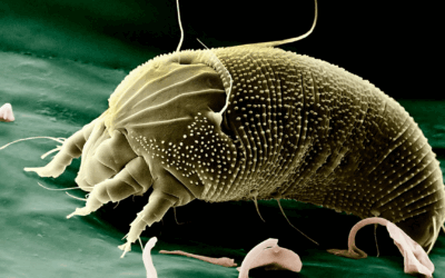 Cómo reducir los ácaros en la casa