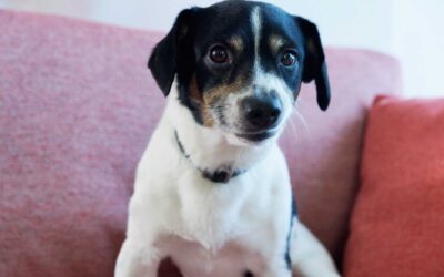 ¿Mascotas y sofá impecable? ahora sí es posible, con las colecciones aquaclean.