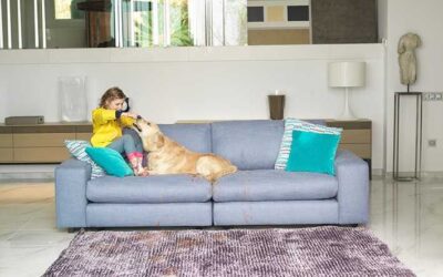 Tener un sofá bonito y mascota, ¡es posible!