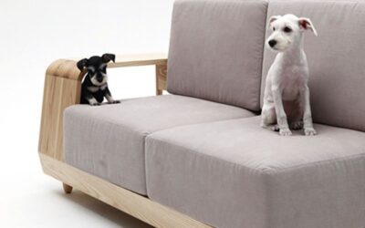 Mascotas, arañazos y pelos. la eterna batalla.