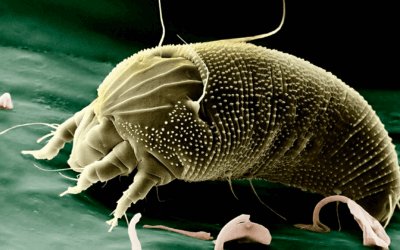 Cómo reducir los ácaros en la casa